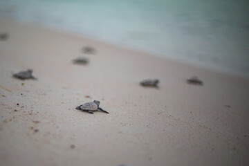 Newborn turtles in the Mexican Caribbean