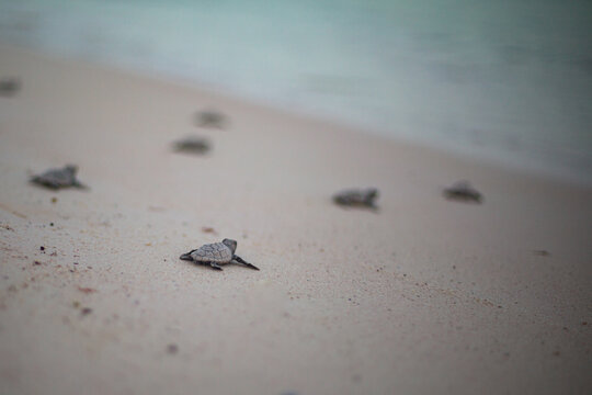 Newborn turtles in the Mexican Caribbean