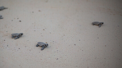 Newborn turtles in the Mexican Caribbean