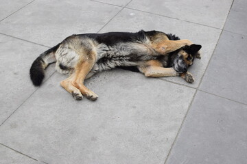 perro se tapa los oídos ante detonación de petardos