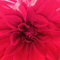 pink dahlia flower