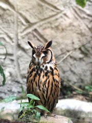 great horned owl