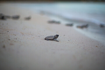 Newborn turtles in the Mexican Caribbean