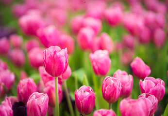 Pink tulips flowers blooming in garden