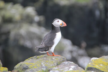 Common (Atlantic) Puffin, Isle of May, Firth of Forth, Scotland.