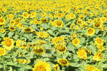 Field of Sunflowers