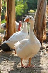 White female goose is stay in  garden