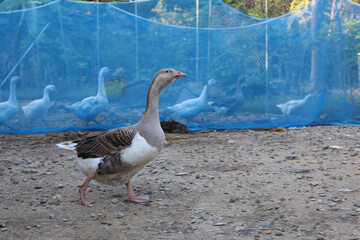 Gray female goose is stay and rest in  garden