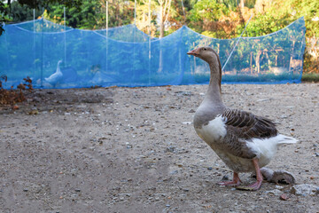 Gray female goose is stay and rest in  garden