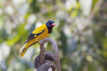 Black hooded oriole bird specie Oriolus xanthornus in Thailand