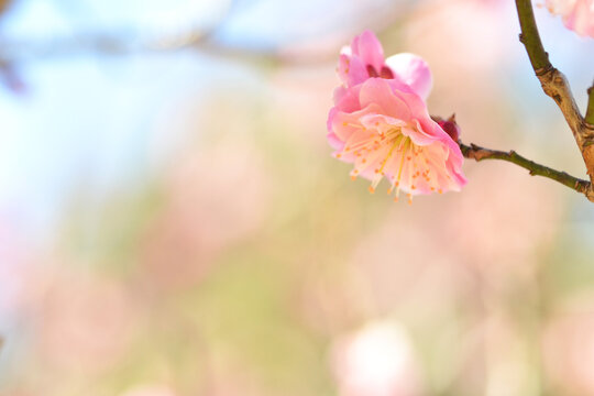 八重咲きの梅
