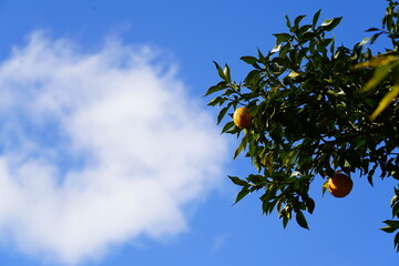 orange tree with blue sky