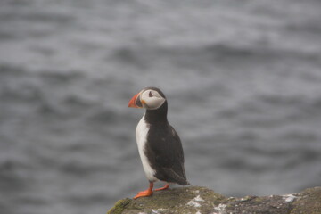 Common (Atlantic) Puffin, Isle of May, Firth of Forth, Scotland.