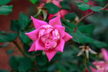 Pink Rose 