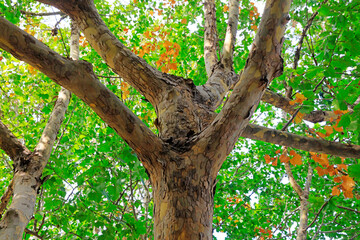 Close up photo of tree trunk of Paulownia fortunei