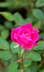 Single pink Rose 