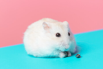 Fototapeta na wymiar Dwarf hamster eating sunflower seeds on blue and pink background front view.