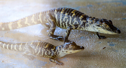 Two Young Hatchling Alligators / Juvenile Babies