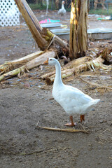 White female goose is stay in  garden