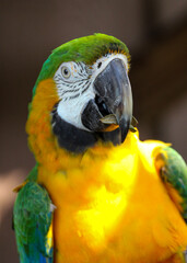 Portrait of a Green and Gold Macaw bird 