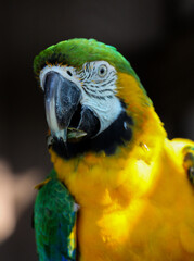 Portrait of a Green and Gold Macaw bird 
