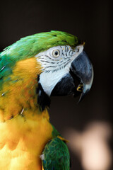 Portrait of a Green and Gold Macaw bird 