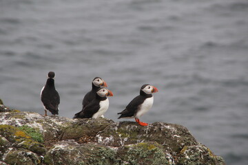 Common (Atlantic) Puffin, Isle of May, Firth of Forth, Scotland.