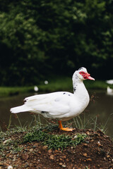 Naklejka na ściany i meble white duck on the lake