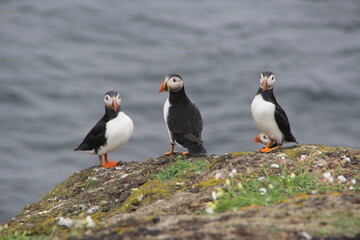Common (Atlantic) Puffin, Isle of May, Firth of Forth, Scotland.