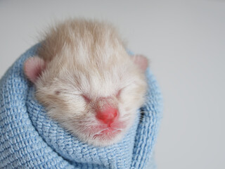 Newborn kitten asleep, Wrapped in soft blue cloth on white background with copy space.