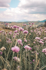 Obraz premium field of purple flowers against a blue sky 