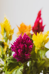 Obraz premium colorful closeup of flowers 
