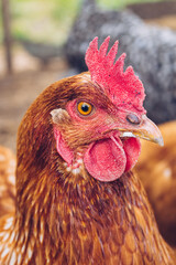 portrait of a chicken