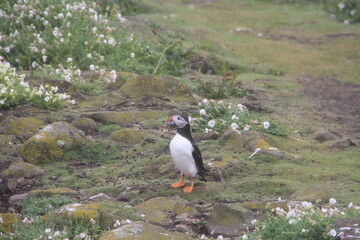 Common (Atlantic) Puffin, Isle of May, Firth of Forth, Scotland.