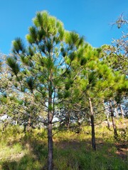 pine tree in the mountains