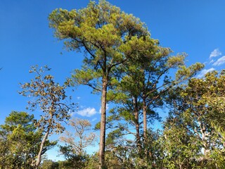 Obraz premium pine tree in the mountains