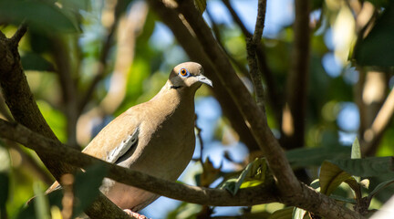 Disparo de enfoque selectivo de una paloma marrón en una rama con hojas verdes.