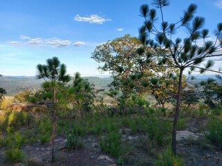 pine tree in the mountains