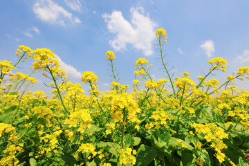 Blooming rape flowers in the fields, North China