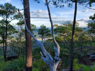 pine tree in the mountains