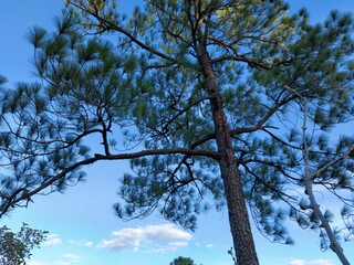 pine tree in the mountains
