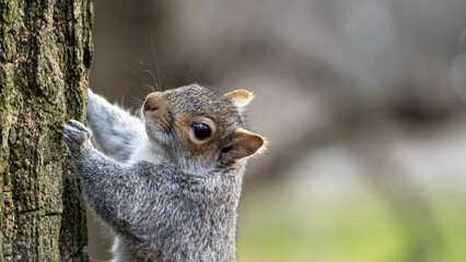 Smiling squirrel on a tree
