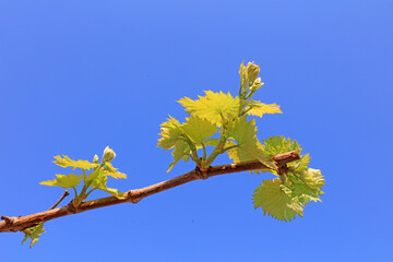 Vines sprout on a farm in North China