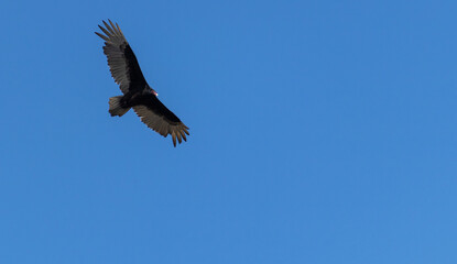 Tiro de ángulo bajo de un zopilote de cabeza roja volando con las alas completamente abiertas en el cielo despejado