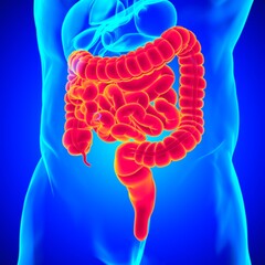 Small and Large Intestine 3D Illustration Human Digestive System Anatomy