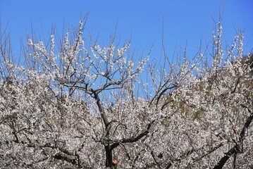 In Japan, Japanese apricot blossoms are in full bloom in February.