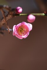 In Japan, Japanese apricot blossoms are in full bloom in February.