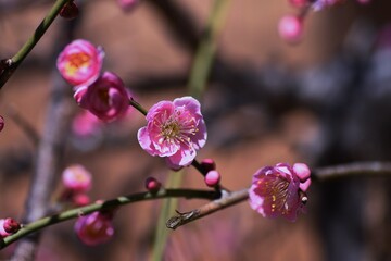 Fototapeta na wymiar In Japan, Japanese apricot blossoms are in full bloom in February.