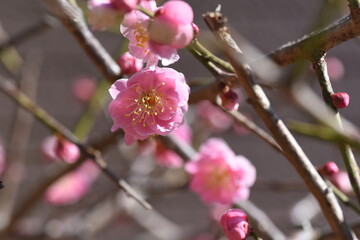 In Japan, Japanese apricot blossoms are in full bloom in February.