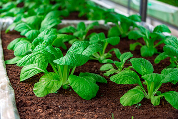 Gardening and planting. Growing herbs in greenhouse.